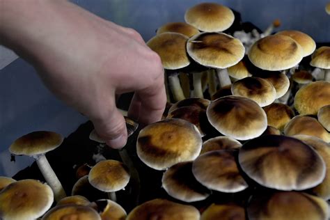 The origins and folklore of the black magic mushroom